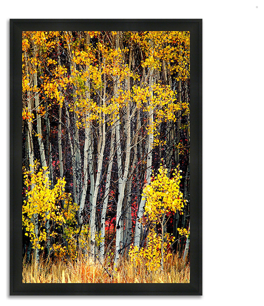 "In The Aspens", Framed Photograph Print, Ready To Hang