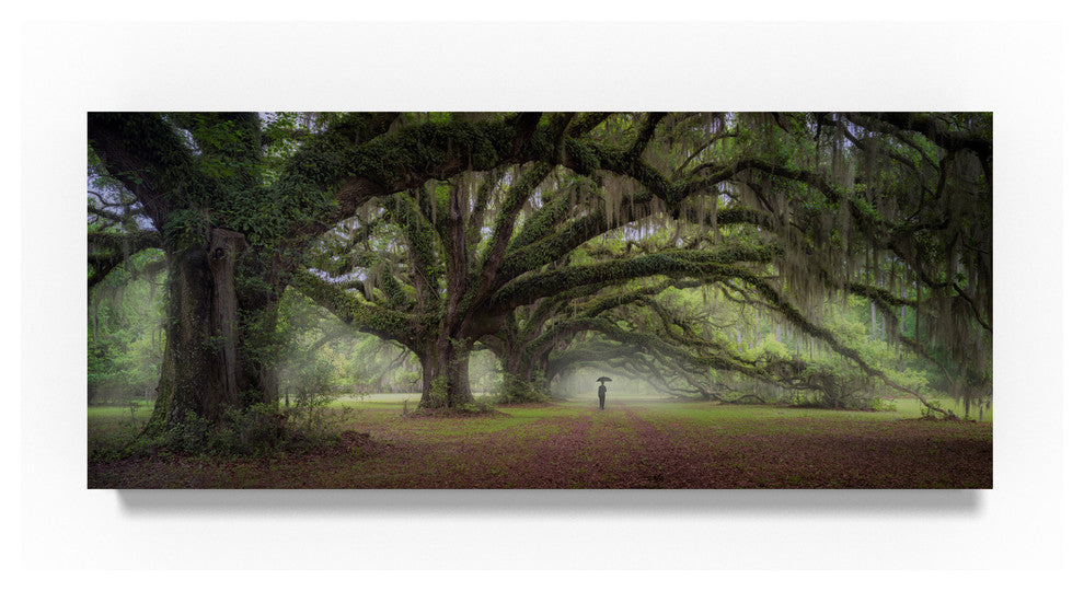 "Walking On The Trees Avenue" by Moises Levy, Canvas Art