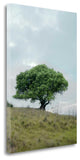"Oak Tree - 80" By Alan Blaustein, Giclee Print on Gallery Wrap Canvas