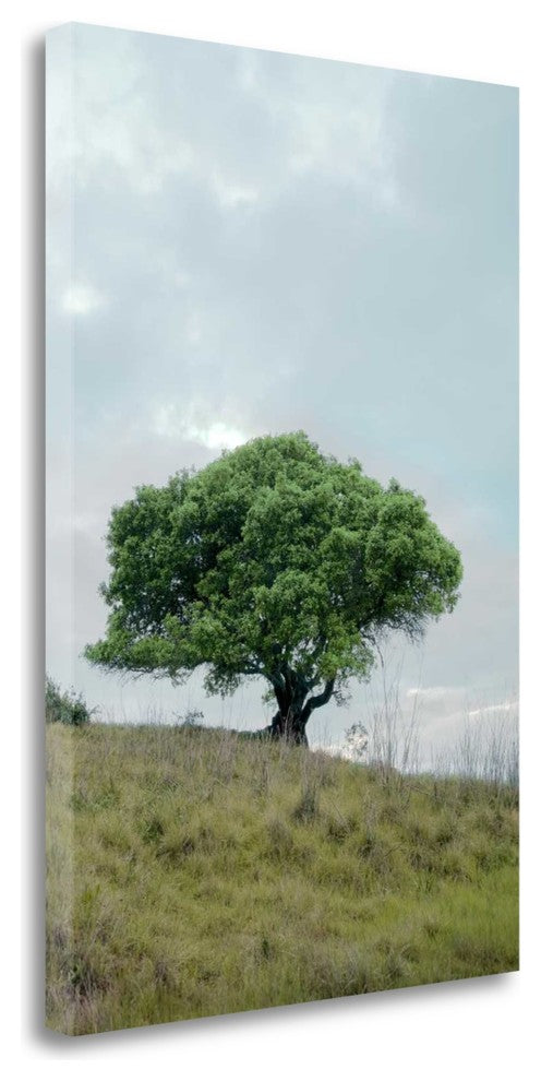 "Oak Tree - 80" By Alan Blaustein, Giclee Print on Gallery Wrap Canvas