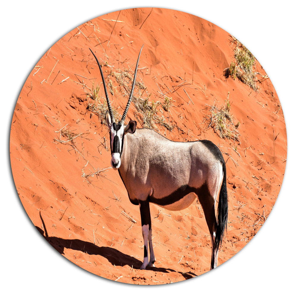 Oryx In Bright Namib Desert, Animal Disc Metal Wall Art, 36"