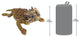 Horned Toad Lizard Statue