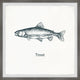 "Trout in White" Framed Painting Print, 18x18