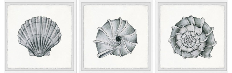 Pretty Shells Triptych, 36"x12"