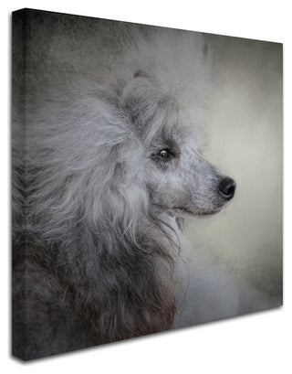 Jai Johnson 'Longing Silver Standard Poodle' Canvas Art, 35 x 35