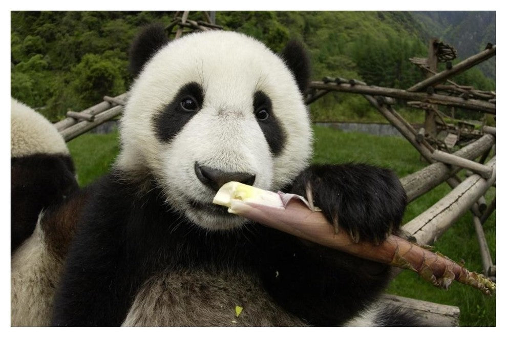 "Young Panda learning to eat bamboo, Wolong Nature Reserve" Paper Art, 50"x34"