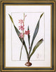 PierreJoseph Redoute Gladiolus Merianus Framed Premium Canvas Print, 21"x28"
