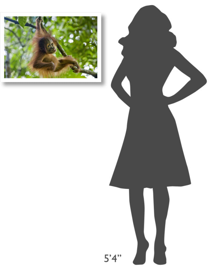 "Sumatran Orangutan baby playing in tree, north Sumatra" Paper Art, 26"x18"