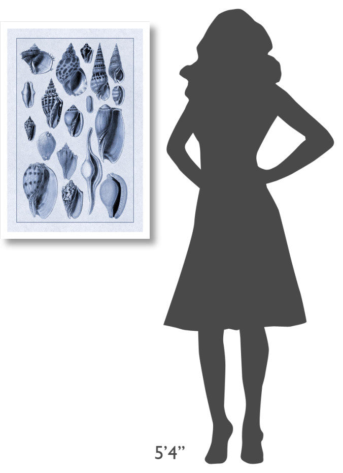 "Shells: Trachelipoda #6 (Blue)" Digital Paper Print by G.B. Sowerby, 22"x32"