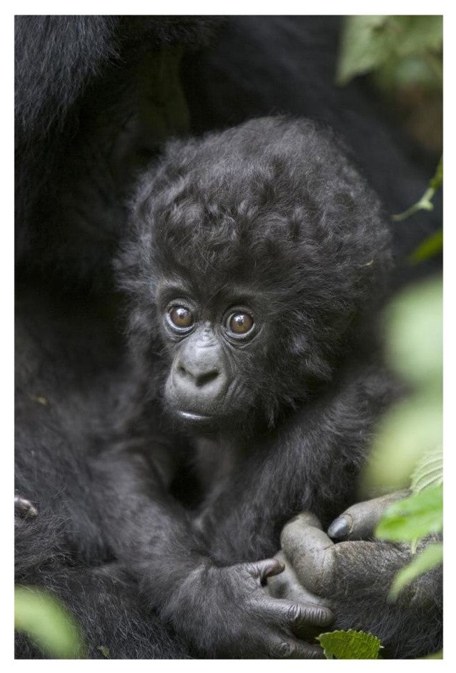 "Gorilla infant, endangered, Parc National Des Volcans" Paper Art, 18"x26"