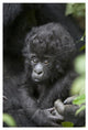 "Gorilla infant, endangered, Parc National Des Volcans" Paper Art, 18"x26"