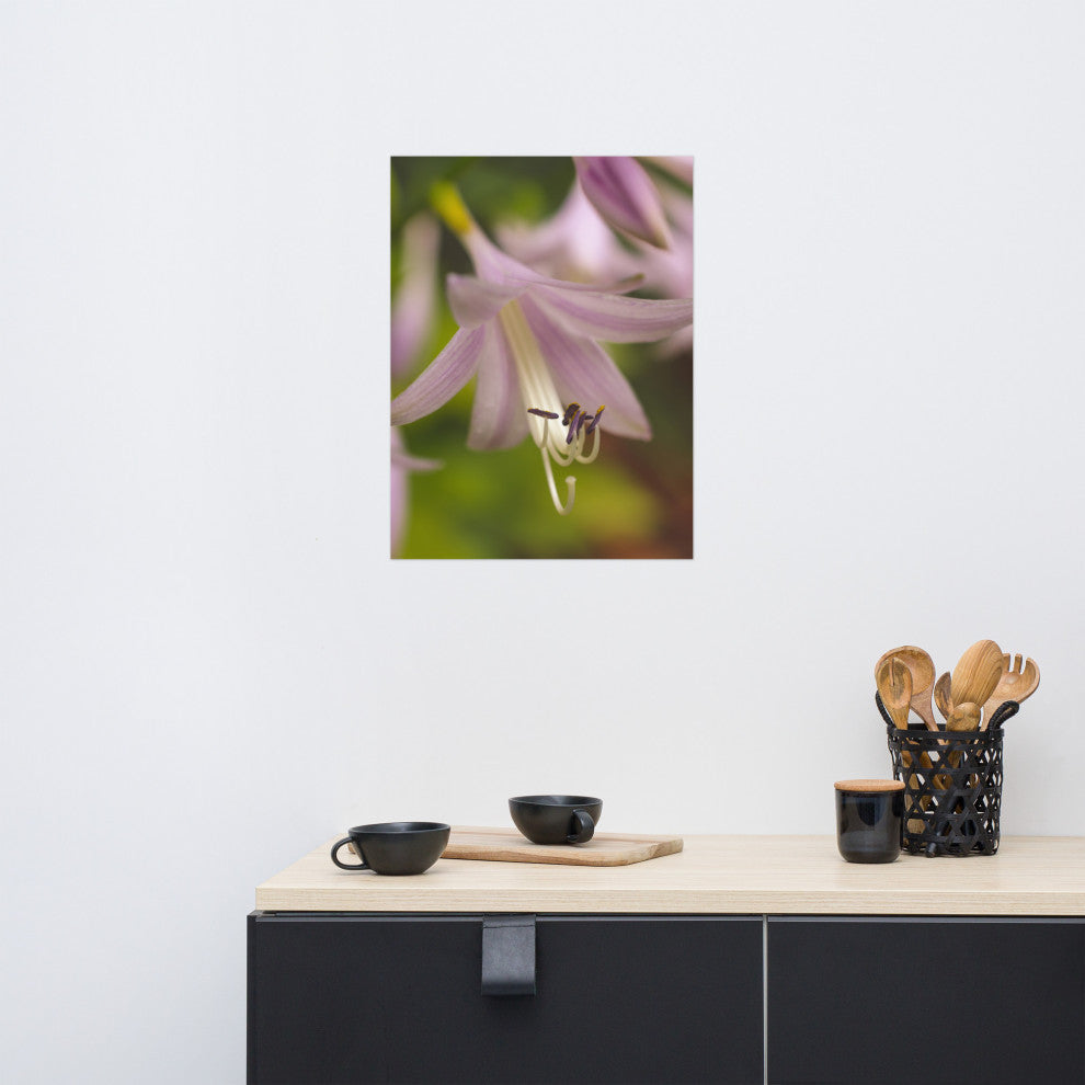 Close-up Hosta Bloom Nature Photography, Floral Unframed Wall Art Print, 18" X 24"