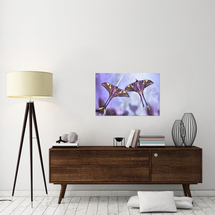 "Actias" Stretched Canvas Giclee by Jimmy Hoffman, 36x24"