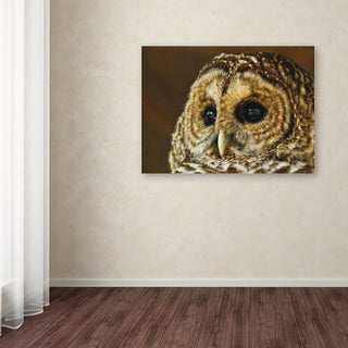 'Barred Owl Portrait' Canvas Art by Lois Bryan