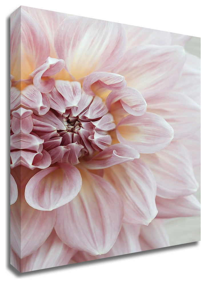 Blush Pink Dahlia by Brooke T. Ryan, Print on Canvas, 16"x24"