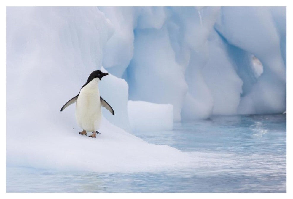 "Adelie Penguin on melting iceberg, Paulet Island" Paper Art, 38"x26"