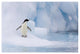 "Adelie Penguin on melting iceberg, Paulet Island" Paper Art, 38"x26"