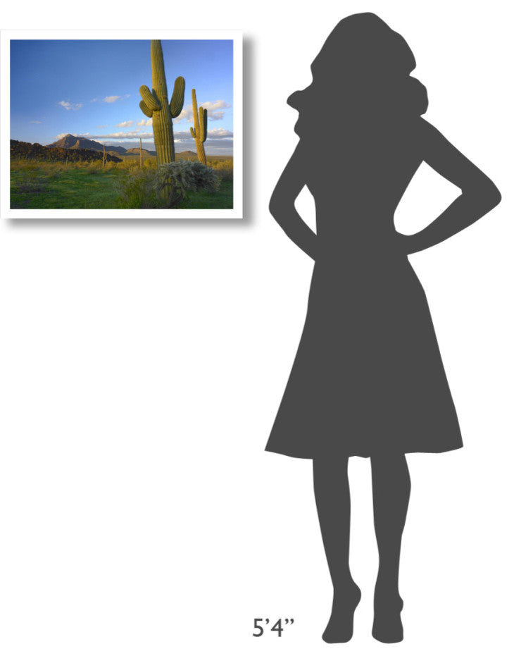 "Saguaro and Teddybear Cholla, Picacho Peak State Park" Paper Art, 26"x20"