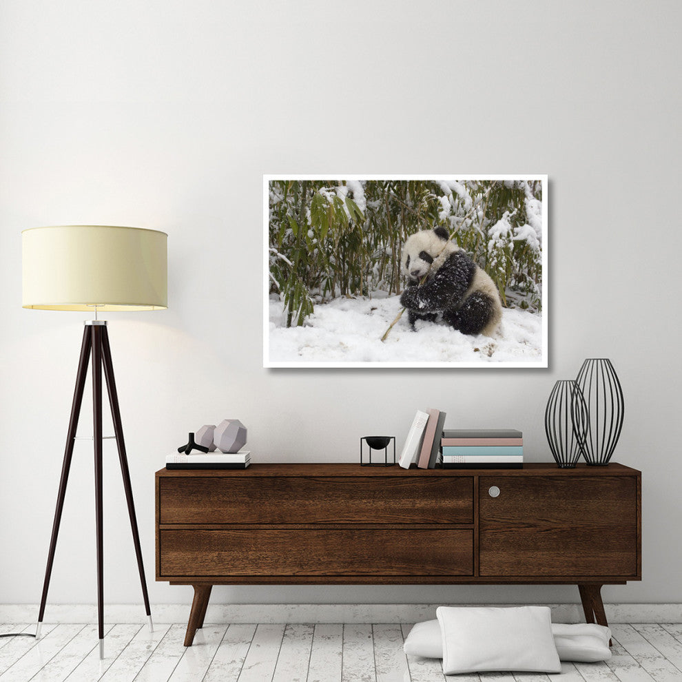 "Giant Panda cub eating bamboo, Wolong Nature Reserve, China" Paper Art, 50"x34"