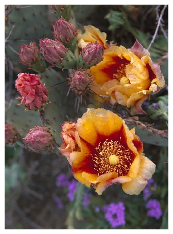 "Opuntia in bloom, North America" Digital Paper Print by Tim Fitzharris, 32"x42"