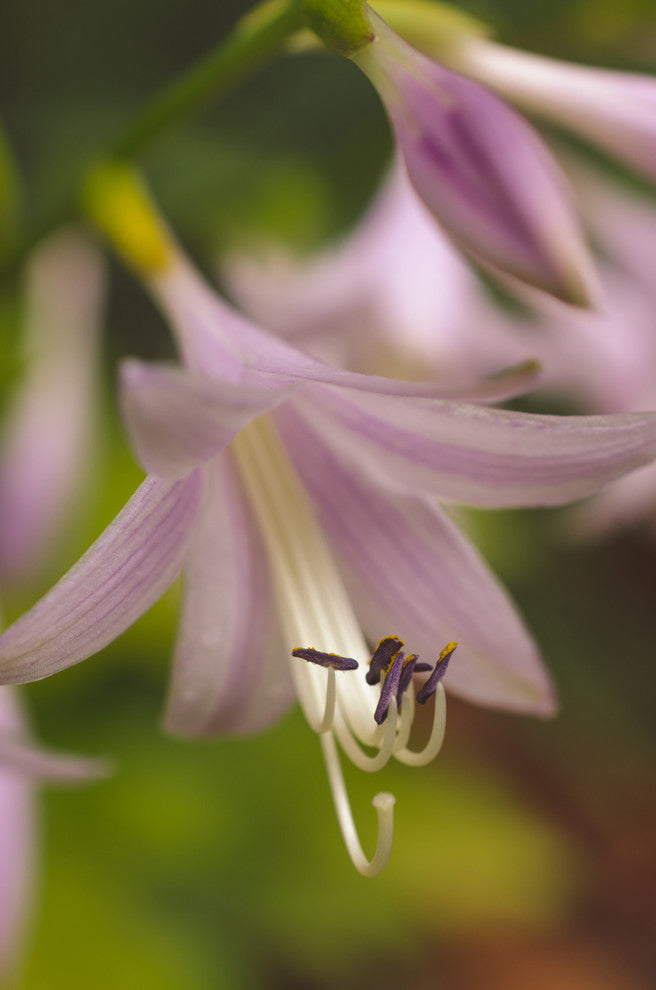 Close-up Hosta Bloom Nature Photography, Floral Unframed Wall Art Print, 12" X 16"