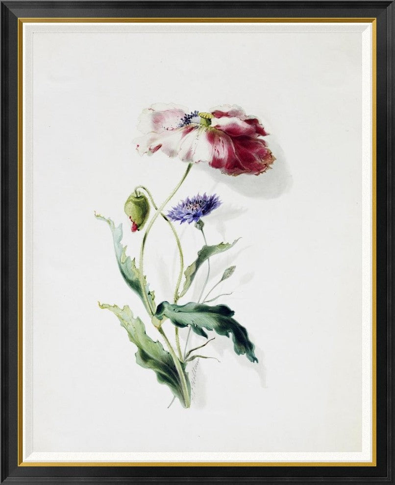 "A Scarlet Poppy and a Cornflower"  by Thomas Holland, 38x46"