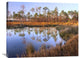 "Pines Reflected In Pond Near Piney Point, Hagen''s Cove, Florida" Artwork