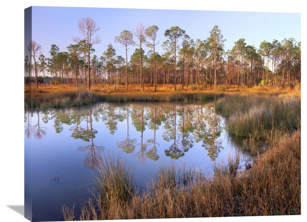 "Pines Reflected In Pond Near Piney Point, Hagen''s Cove, Florida" Artwork