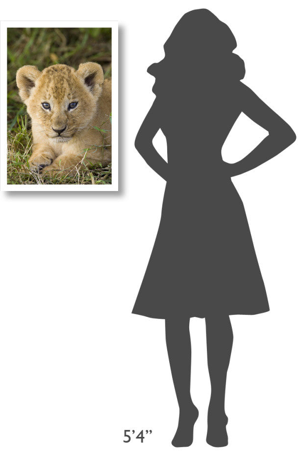"African Lion 5 week old cub, vulnerable, Masai Mara Reserve" Paper Art, 18"x26"