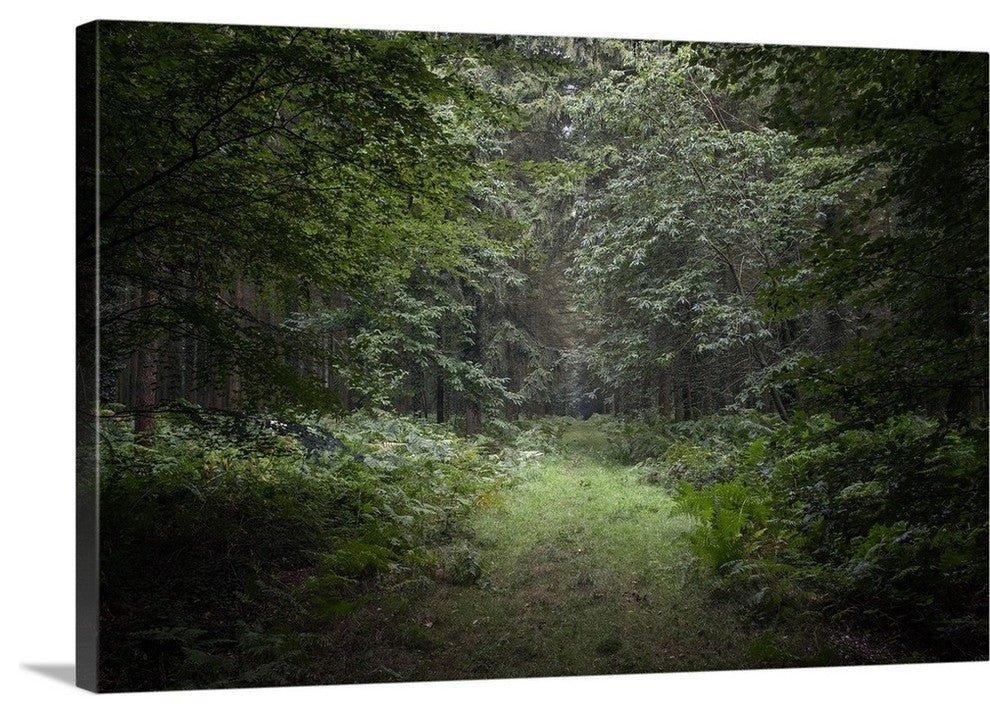 "Deep Forest" Wrapped Canvas Art Print, 24"x16"x1.5"