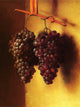 Tile Mural, Bunches of Grapes By Andrew John Henry Way Ceramic, Ceramic, Glossy