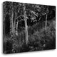 "Sunlit Birches I" By Sue Schlabach, Giclee Print on Gallery Wrap Canvas