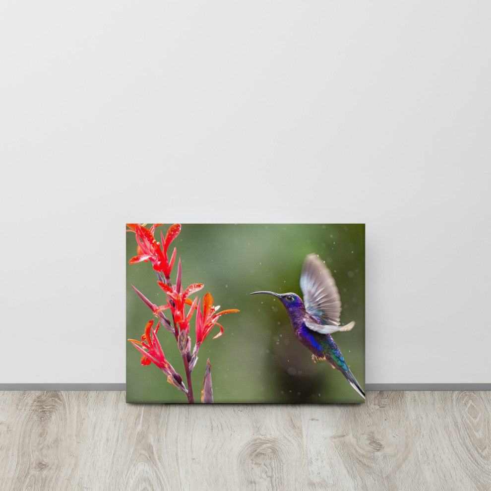 Hummingbird with Little Red Flowers Wildlife Photograph Canvas Wall Art Prints, 12" X 16"