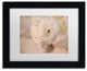Cora Niele 'White Persian Buttercup Still Life' Matted Framed Art