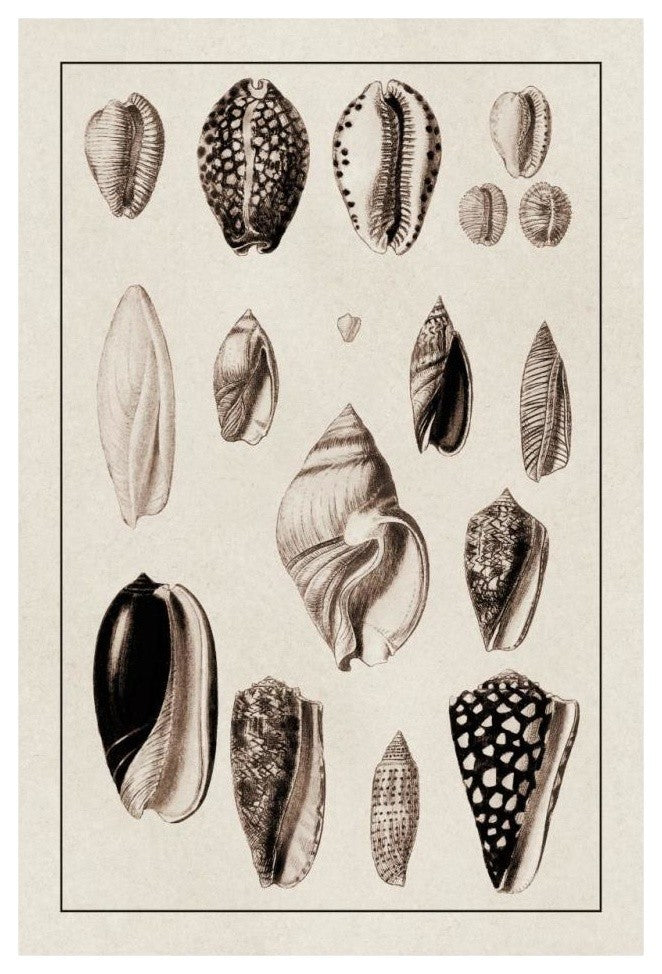 "Shells: Convoltae and Orthocerata (Sepia)" Paper Print by G.B. Sowerby, 22"x32"