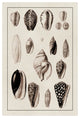 "Shells: Convoltae and Orthocerata (Sepia)" Paper Print by G.B. Sowerby, 22"x32"