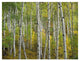 "Aspen trees in fall, Colorado" Digital Paper Print by Tim Fitzharris, 18"x14"