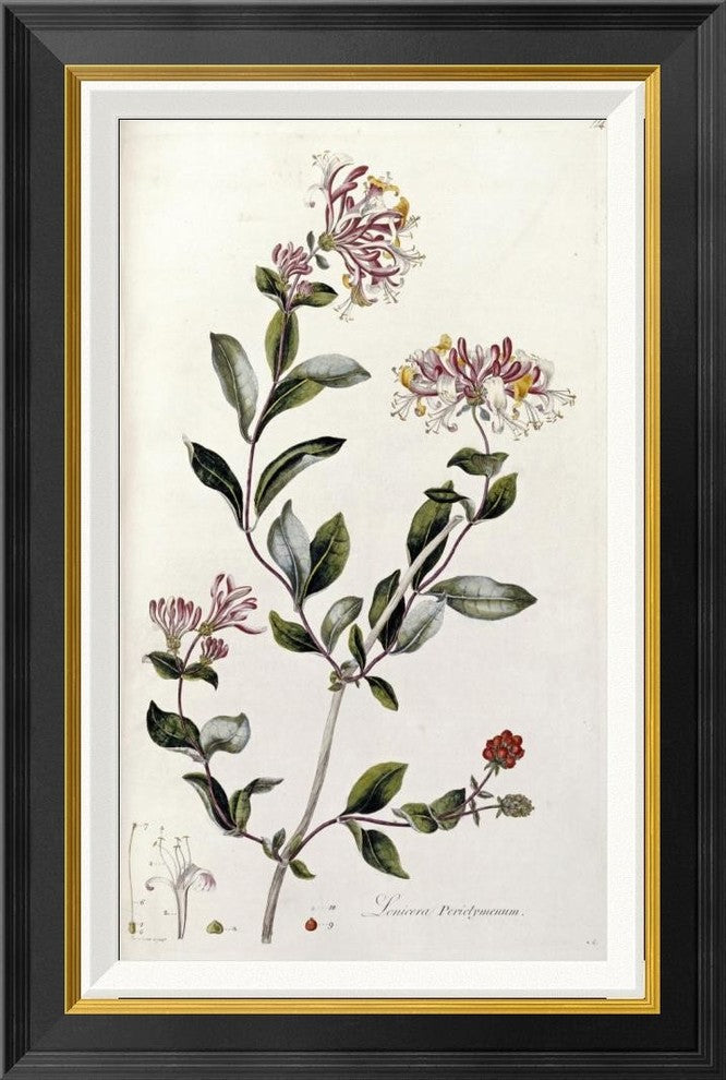 "A Colour Plate From Curtis' Flora Londinesis"  by William Curtis, 19x28"