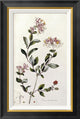 "A Colour Plate From Curtis' Flora Londinesis"  by William Curtis, 19x28"