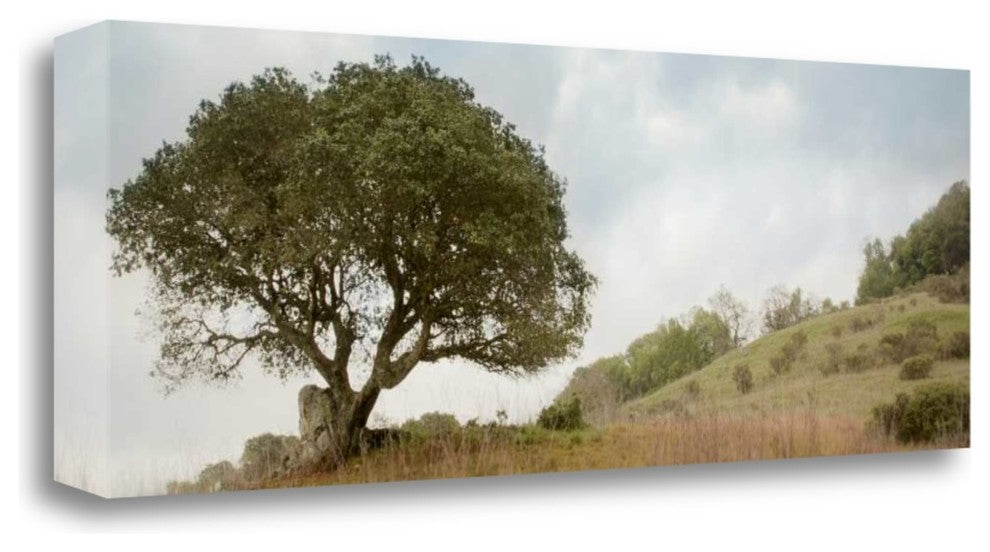 "Oak Tree - 76" By Alan Blaustein, Giclee Print on Gallery Wrap Canvas