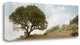 "Oak Tree - 76" By Alan Blaustein, Giclee Print on Gallery Wrap Canvas