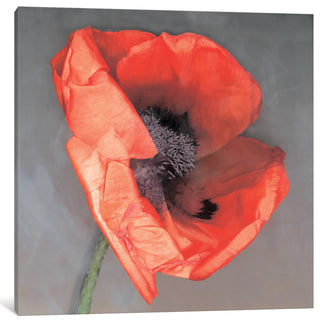 "Rossa" by Erin Clark, Canvas Print, 18"x18"