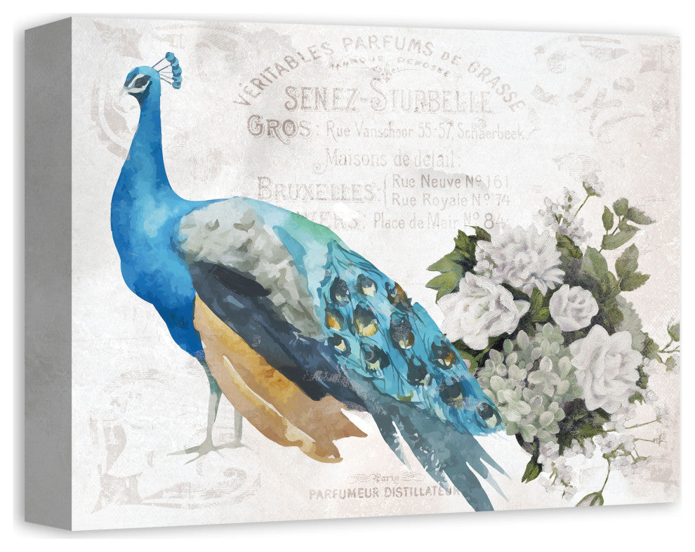 French Peacock 11x14 Canvas Wall Art