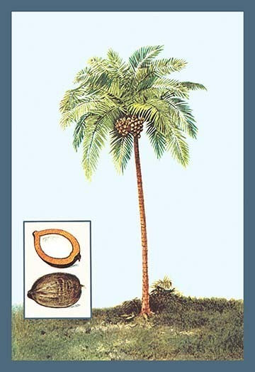 Coconut- Gallery Wrapped Canvas Art 28" x 42"