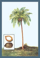 Coconut- Gallery Wrapped Canvas Art 28" x 42"