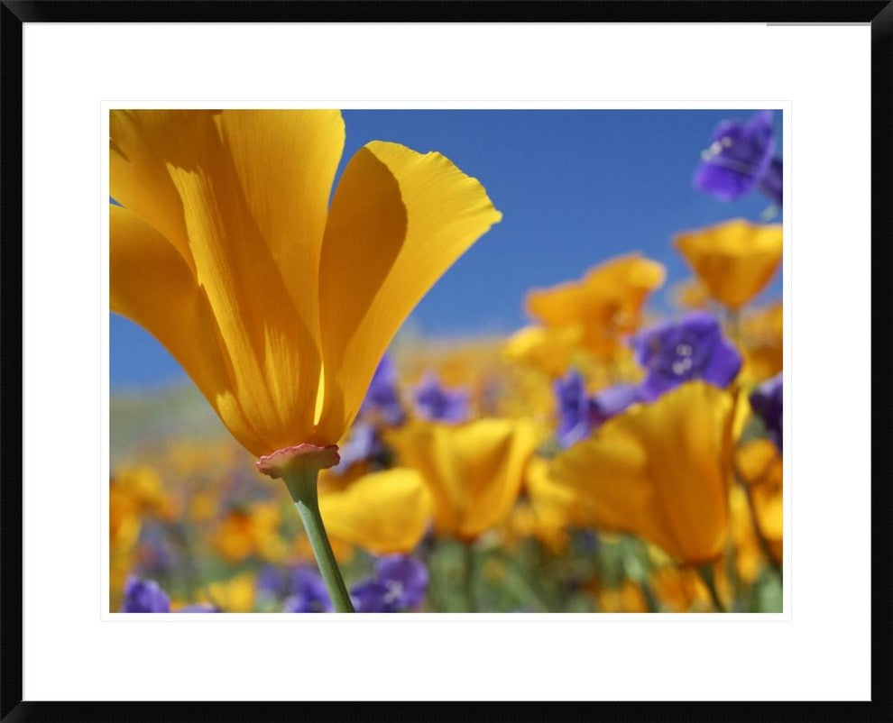 California Poppy Flowers, Antelope Valley, California, 30"x24"