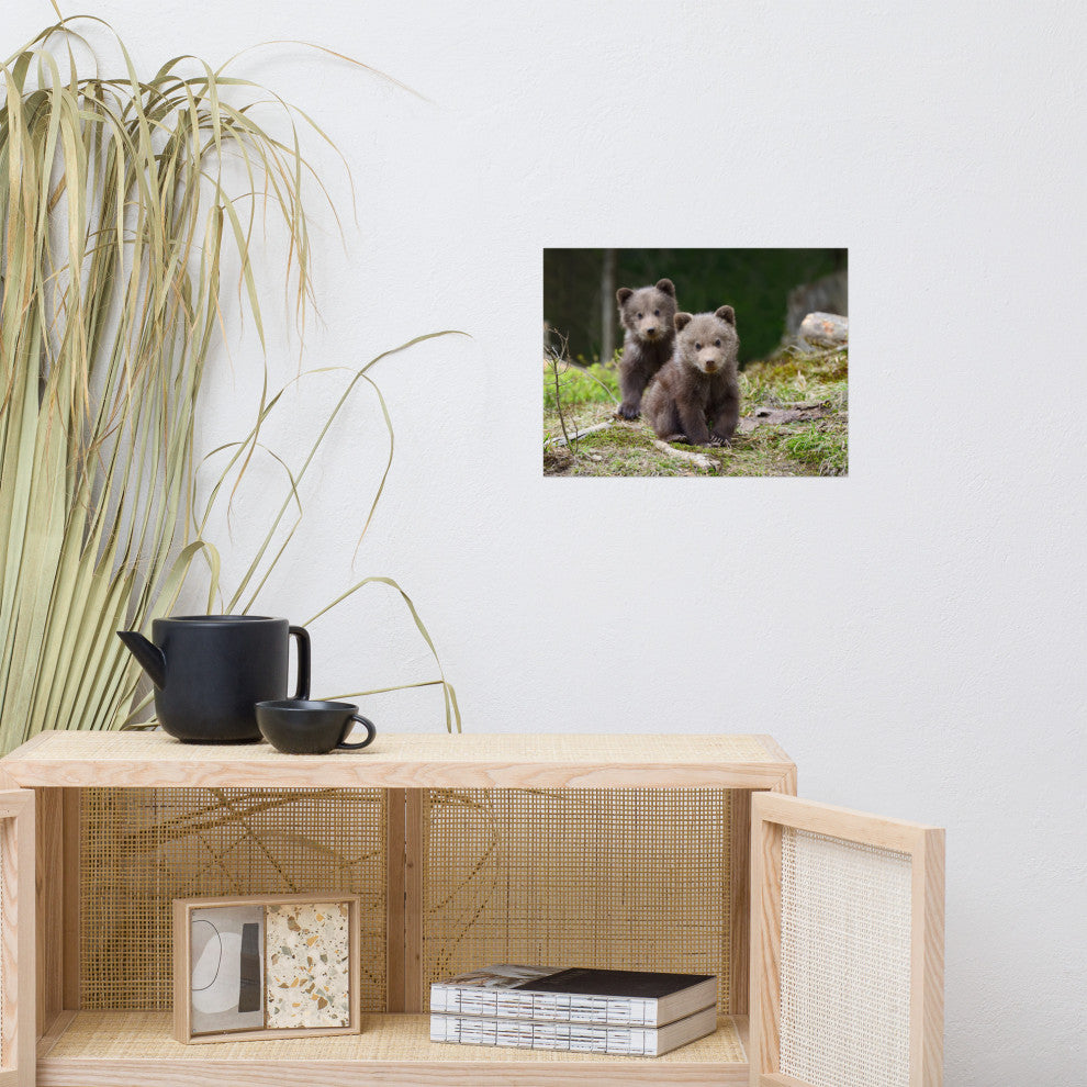 Baby Brown Bear Cubs In Forest Wildlife Photo Loose Wall Art Print, 12" X 16"