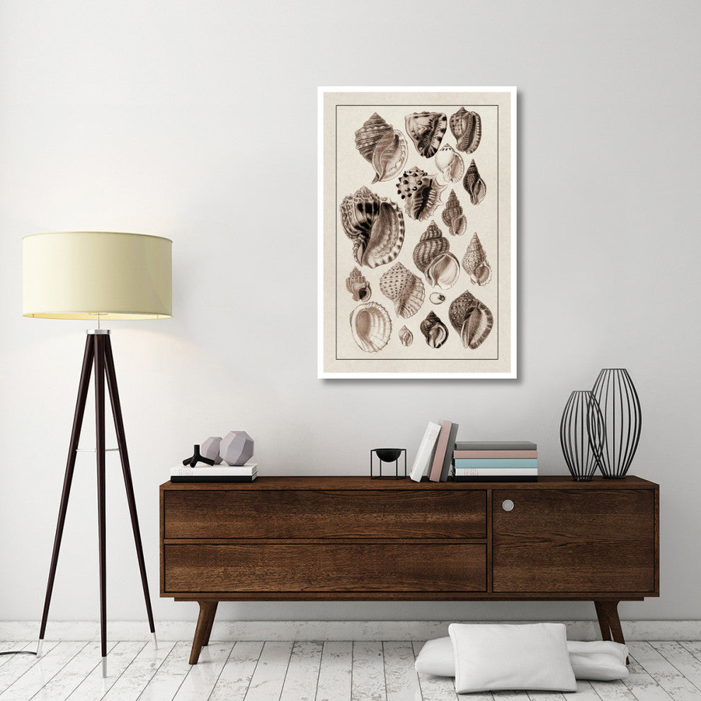 "Shells: Purpurifera (Sepia)" Digital Paper Print by G.B. Sowerby, 34"x50"