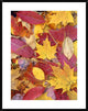 "Sourwood and cherry leaves, North America"  by Tim Fitzharris, 32x40"