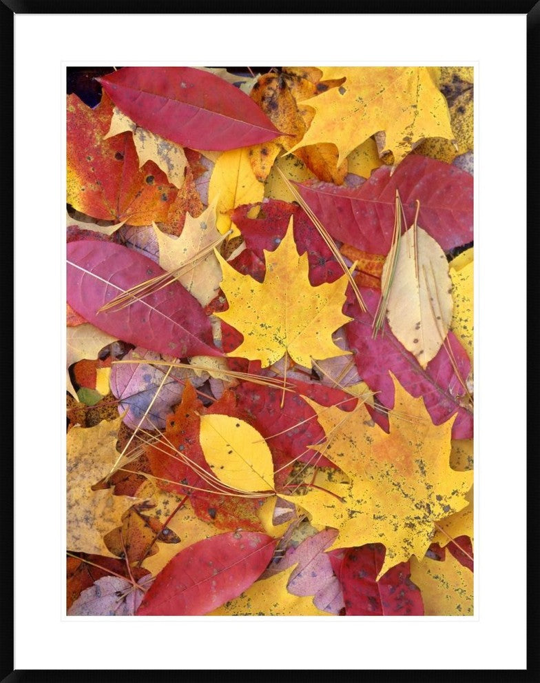 "Sourwood and cherry leaves, North America"  by Tim Fitzharris, 32x40"